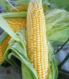 Насіння кукурудзи Месенджер F1, п.о. 5 тис. насінин (Seminis)