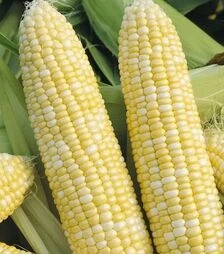 Насіння кукурудзи Рамондія F1, 500 г (Semo)