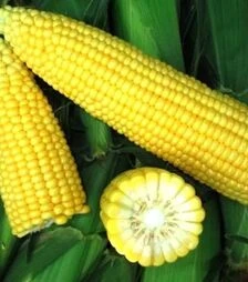 Насіння кукурудзи СВ 1514 СК F1, п.о. 5 тис. насінин (Seminis)