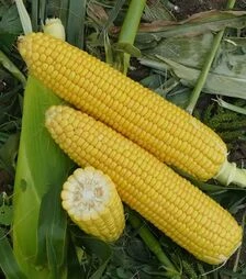 Семена кукурузы Форвард (1709) F1, п.е. 2.5 тыс. семян (Spark Seeds)