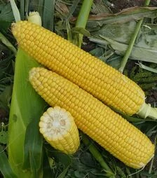 Семена кукурузы Форвард (1709) F1, п.е. 25 тыс. семян (Spark Seeds)