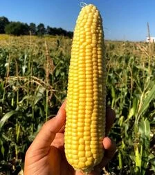 Семена кукурузы Импрессарио F1, п.е. 20 тыс. семян (МНАГОР)