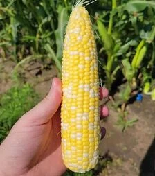 Семена кукурузы Акведук F1, п.е. 25 тыс. семян (Spark Seeds)