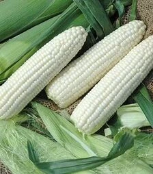 Насіння кукурудзи Монблан F1, п.о. 1 тис. насінин (МНАГОР)