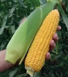 Насіння кукурудзи Драйвер F1, п.о. 50 тис. насінин (Harris Moran)