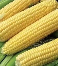 Семена кукурузы Свитстар F1, п.е. 100 тыс. семян (Syngenta)