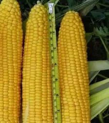 Семена кукурузы Мир Лаки F1, п.е. 25 тыс. семян (Spark Seeds)