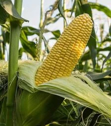 Насіння кукурудзи Джет F1, п.о. 100 тис. насінин (Snowy River)