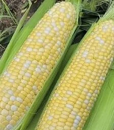 Семена кукурузы Эскорт F1, п.е. 2500 семян (Spark Seeds)