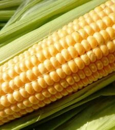 Насіння кукурудзи Юрмала F1, п.о. 100 тис насінин (МНАГОР)
