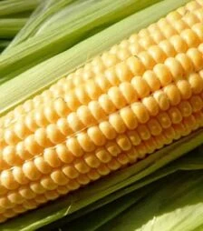 Насіння кукурудзи Юрмала F1, п.о. 20 тис насінин (МНАГОР)