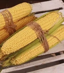 Семена кукурузы Фиона F1, п.е. 100 тыс семян (МНАГОР)