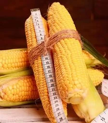 Семена кукурузы Роттердам F1, п.е. 20 тыс семян (МНАГОР)