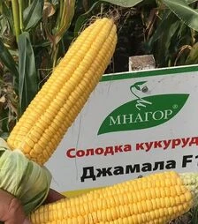 Насіння кукурудзи Джамала F1, п.о. 20 тис насінин (МНАГОР)