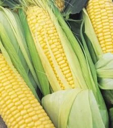 Семена кукурузы Перфекта F1, 1 кг (Moravoseed)