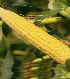 Семена кукурузы НБМ 2020 F1, п.е. 100 тыс семян (МНОГОР)