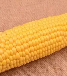 Семена кукурузы Айова F1, п.е. 100 тыс семян (МНОГОР)