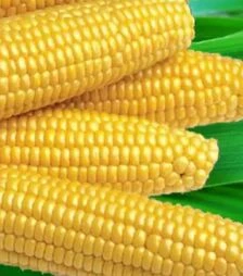 Насіння кукурудзи Мегатон F1, п.о. 50 тис насінин (Harris Moran)