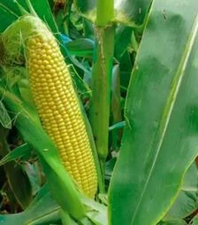 Семена кукурузы 3517 F1, п.е. 2500 семян (Spark Seeds)