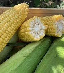 Семена кукурузы Рапид F1, п.е. 25 тыс семян (Spark Seeds)