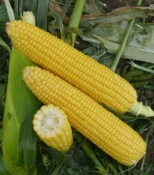 Семена кукурузы Уокер F1, п.е. 25 тыс семян (Lark Seeds)