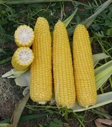 Семена кукурузы Добрыня F1, п.е. 25 тыс семян (Lark Seeds)