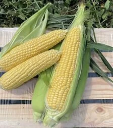 Семена кукурузы Мир Лаки F1, п.е. 2500 семян (Spark Seeds)