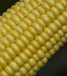 Насіння кукурудзи Джет F1, п.о. 5 тис насінин (Snowy River)