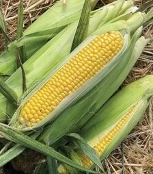 Насіння кукурудзи Хайглоу F1, п.о. 100 тис насінин (Syngenta)