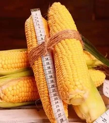 Насіння кукурудзи Роттердам F1, п.о. 1 тис. насінин (МНАГОР)