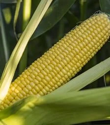 Насіння кукурудзи ЖИ 3278 ОІ F1, п.о. 1 тис. насінин (Snowy River)