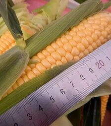 Насіння кукурудзи Візантія F1, п.о. 1 тис. насінин (МНАГОР)