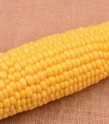 Семена кукурузы Айова F1, п.е. 1 тыс. семян (МНОГОР)