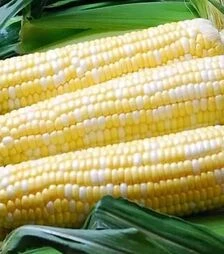 Семена кукурузы Палитра F1, п.е. 1 тыс. семян (МНОГОР)