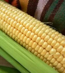 Семена кукурузы Дайнерис F1, п.е. 1 тыс. семян (МНОГОР)