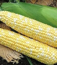 Семена кукурузы Биколор F1, п.е. 4 тыс. семян (МНОГОР)