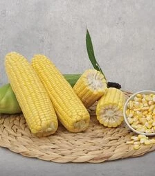 Семена кукурузы Баха F1, п.е. 5 тыс. семян (May Seeds)