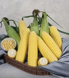 Насіння кукурудзи Хан F1, 500 г (May Seeds)