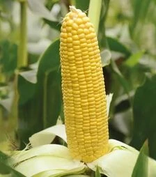 Семена кукурузы Карамело F1, п.е. 5 тыс. семян (May Seeds)