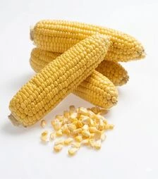 Семена кукурузы Хан F1, 5 кг (May Seeds)