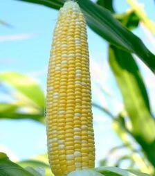 Семена кукурузы Новая Мраморная F1, п.е. 4 тыс. семян (МНОГОР)