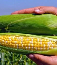 Семена кукурузы Новый Биколор F1, п.е. 20тыс. семян (МНОГОР)