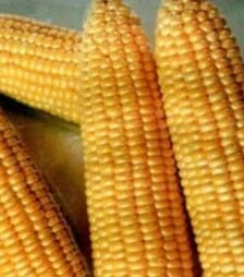 Семена кукурузы Димакс F1, 500 г (May Seeds)