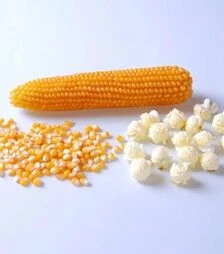 Семена кукурузы Саммер F1, п.е. 2500 семян (Spark Seeds)