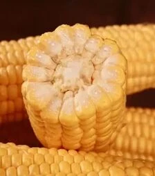 Насіння кукурудзи Сентис F1, п.о. 1 тис. насінин (МНАГОР)