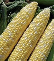 Семена кукурузы Мраморная F1, п.е. 4 тыс. семян (МНОГОР)