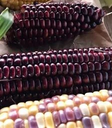 Семена кукурузы Бордо F1, п.е. 20 тыс. семян (МНОГОР)