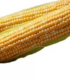 Насіння кукурудзи Камберленд F1, п.о. 5 тис.насінин (Clause)