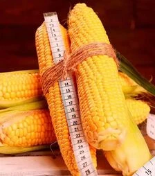 Семена кукурузы Мореланд GSS 1453 F1, п.е. 100 тыс. семян (Syngenta)