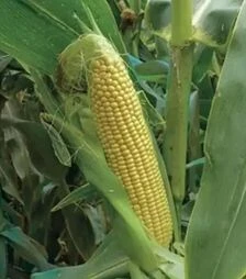 Семена кукурузы 3517 F1, п.е. 25 тыс. семян (Spark Seeds)